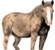 Hoarse.jpg (26259 bytes)