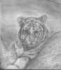 Tiger.jpg (84528 bytes)