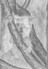 coala.jpg (64388 bytes)